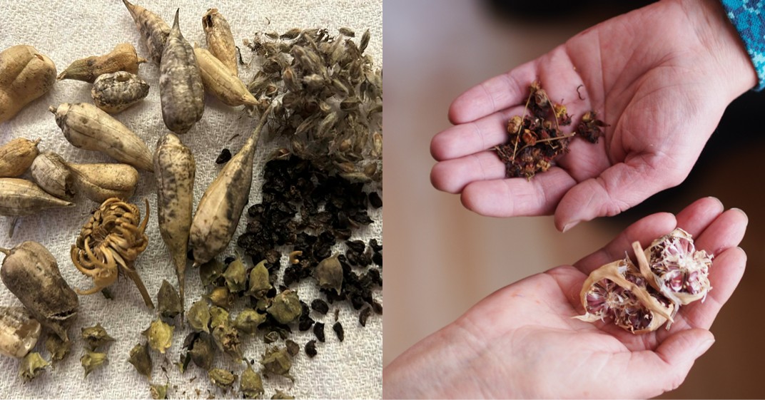 Flyttefest for frøbiblioteket