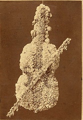 fiolin av blomster