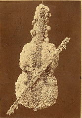 fiolin av blomster