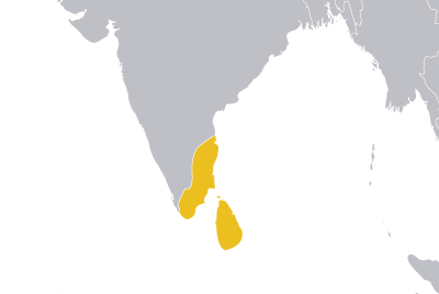 tamil